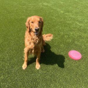 ADOPTED 7/31/24!! Buddy-3 years old (Male)