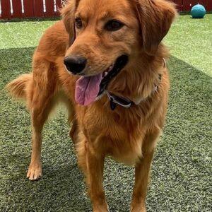 ADOPTED 9/2/24!!! Sissy-9 years old (Female) Golden Retriever Mix