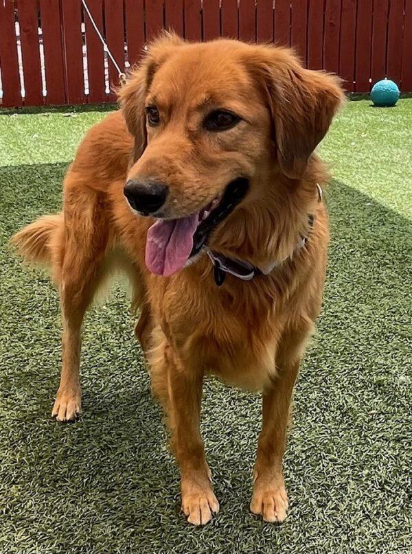 ADOPTED 9/2/24!!! Sissy-9 years old (Female) Golden Retriever Mix