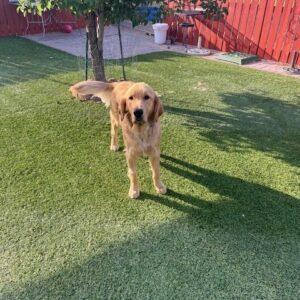 ADOPTED 7/21/24!! Max-1 year old (MALE)