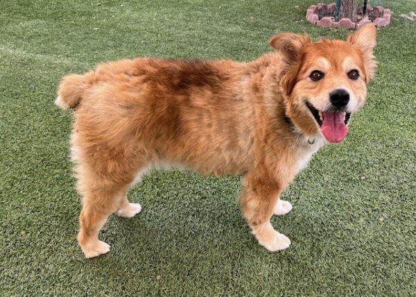 ADOPTED 10/5/24!!! BONDED PAIR!!! Seabiscuit (Male)-7 years old & Roxy (Female) mix breed-7 years old - Image 10