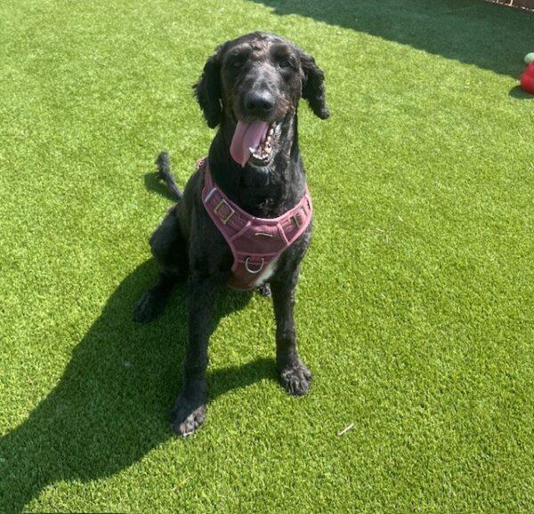 ADOPTED 8/24/24!!! Piper-5 years old (Female) Goldendoodle - Image 3