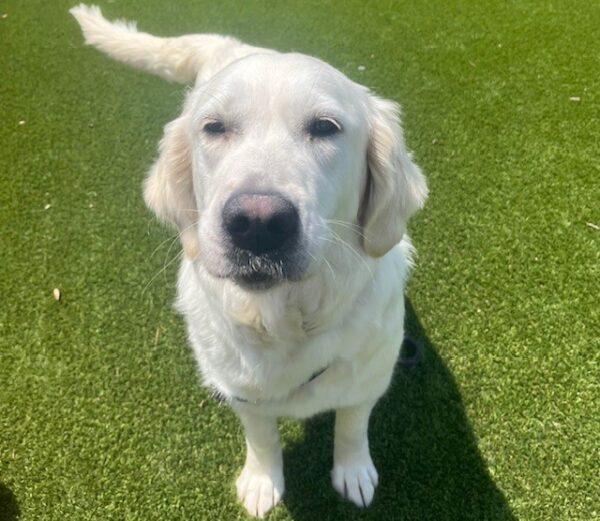 ADOPTED 7/29/24!!! Stella-3 years old (Female) - Image 7