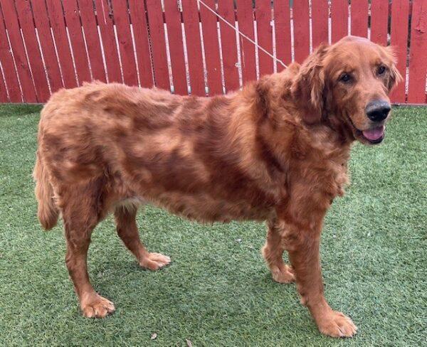 ADOPTED 10/5/24!!! BONDED PAIR!!! Seabiscuit (Male)-7 years old & Roxy (Female) mix breed-7 years old - Image 7