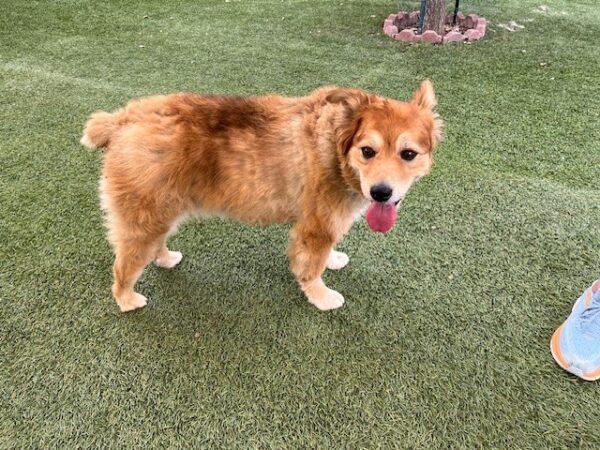 ADOPTED 10/5/24!!! BONDED PAIR!!! Seabiscuit (Male)-7 years old & Roxy (Female) mix breed-7 years old - Image 11