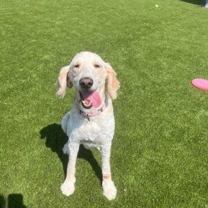 ADOPTED 7/28/24!! Gracie-5 years old (Female) Goldendoodle
