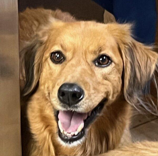 ADOPTED 9/2/24!!! Sissy-9 years old (Female) Golden Retriever Mix - Image 3