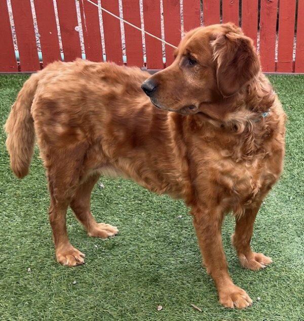 ADOPTED 10/5/24!!! BONDED PAIR!!! Seabiscuit (Male)-7 years old & Roxy (Female) mix breed-7 years old - Image 8