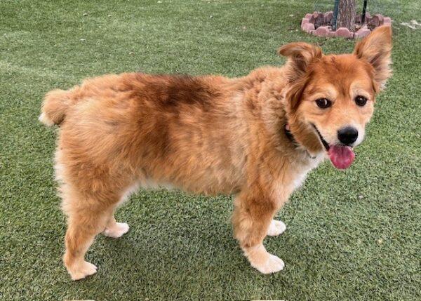 ADOPTED 10/5/24!!! BONDED PAIR!!! Seabiscuit (Male)-7 years old & Roxy (Female) mix breed-7 years old - Image 12