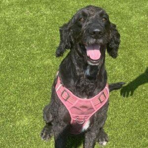 ADOPTED 8/24/24!!! Piper-5 years old (Female) Goldendoodle