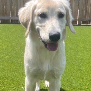 ADOPTED 8/9/24!! Jordan-9 months old (Male)