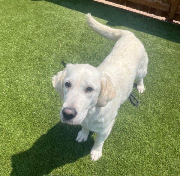 ADOPTED 7/29/24!!! Stella-3 years old (Female) - Image 3