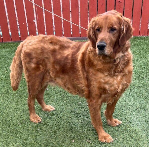 ADOPTED 10/5/24!!! BONDED PAIR!!! Seabiscuit (Male)-7 years old & Roxy (Female) mix breed-7 years old - Image 9
