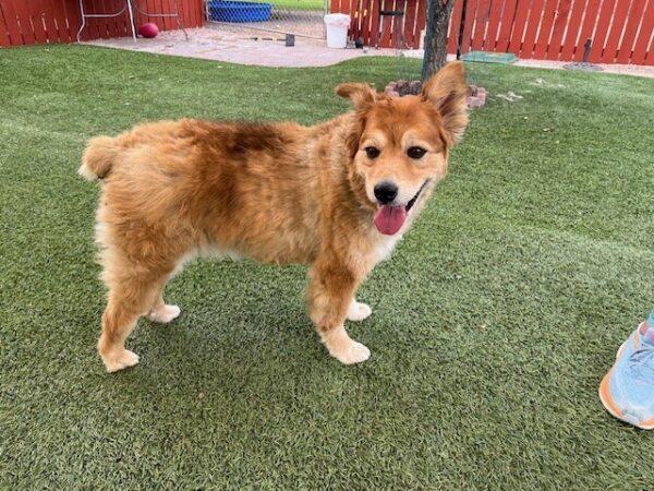 ADOPTED 10/5/24!!! BONDED PAIR!!! Seabiscuit (Male)-7 years old & Roxy (Female) mix breed-7 years old - Image 13
