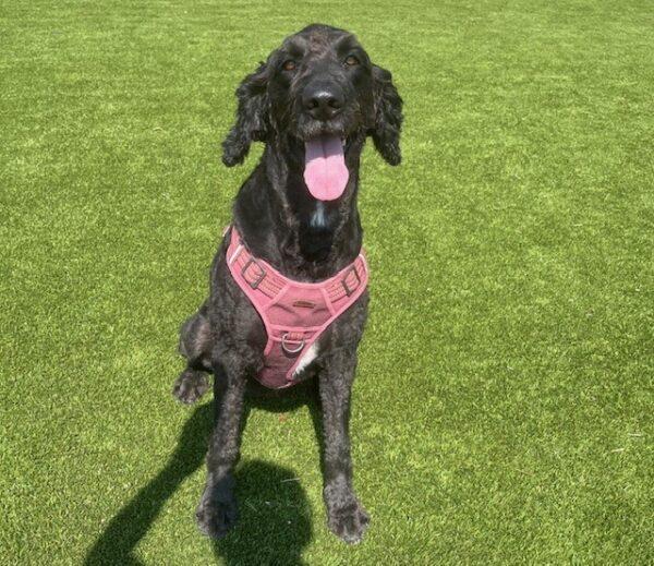 ADOPTED 8/24/24!!! Piper-5 years old (Female) Goldendoodle - Image 6