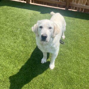 ADOPTED 7/29/24!!! Stella-3 years old (Female)