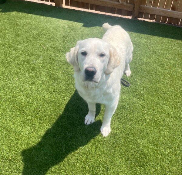 ADOPTED 7/29/24!!! Stella-3 years old (Female)