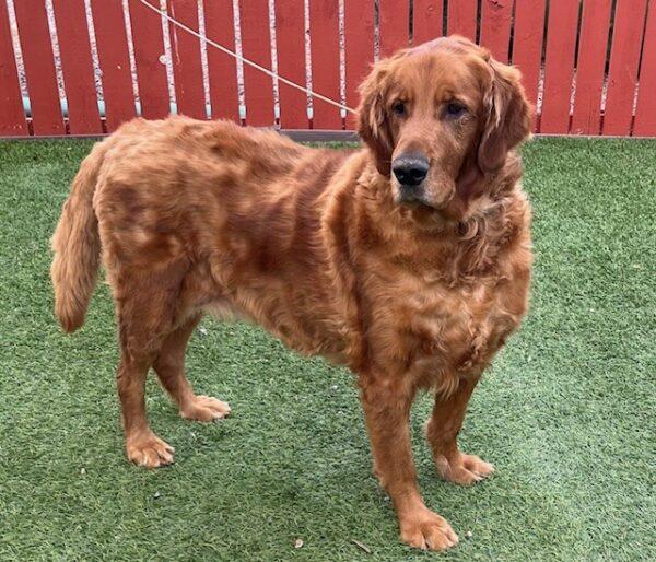 ADOPTED 10/5/24!!! BONDED PAIR!!! Seabiscuit (Male)-7 years old & Roxy (Female) mix breed-7 years old - Image 2