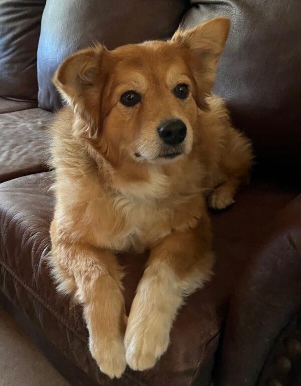 ADOPTED 10/5/24!!! BONDED PAIR!!! Seabiscuit (Male)-7 years old & Roxy (Female) mix breed-7 years old - Image 14