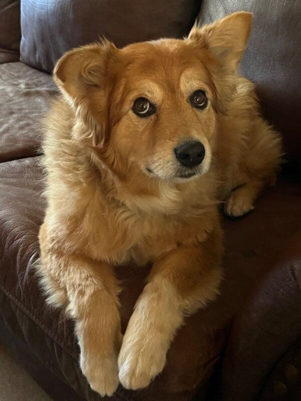 ADOPTED 10/5/24!!! BONDED PAIR!!! Seabiscuit (Male)-7 years old & Roxy (Female) mix breed-7 years old - Image 15