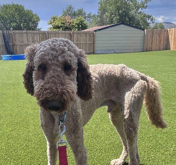 ADOPTED!!! Andy-2 years old (Male) - Image 2