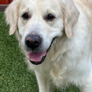 ADOPTED 8/10/24!! Dallas-7 years old (Male)