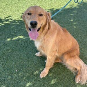 ADOPTED 9/7/24!! Fiona-4 years old (Female)