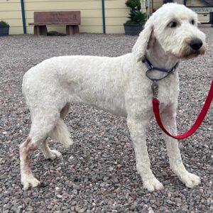 ADOPTED 9/1/24!! Autumn-2 years old-Goldendoodle (Female)