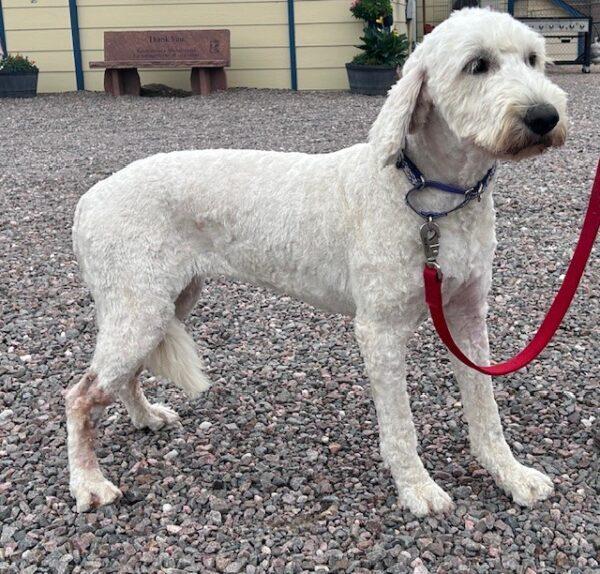 ADOPTED 9/1/24!! Autumn-2 years old-Goldendoodle (Female)