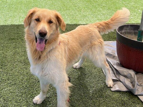 ADOPTED 8/23/24!! Jack-3 years old (Male) Golden Retriever Mix - Image 12