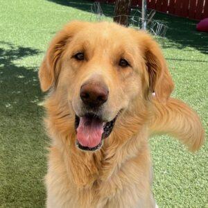 ADOPTED 8/23/24!! Jack-3 years old (Male) Golden Retriever Mix