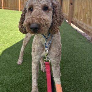 ADOPTED!!! Andy-2 years old (Male)