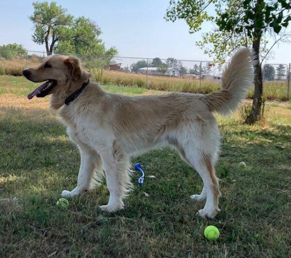 ADOPTED 8/23/24!! Jack-3 years old (Male) Golden Retriever Mix - Image 4