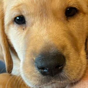 ADOPTED!!! Golden/Lab Puppies-9 weeks old