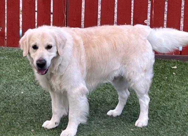 ADOPTED 8/10/24!! Dallas-7 years old (Male) - Image 3
