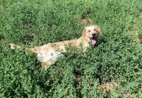 ADOPTED 8/23/24!! Jack-3 years old (Male) Golden Retriever Mix - Image 6
