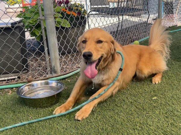ADOPTED 9/7/24!! Fiona-4 years old (Female) - Image 3