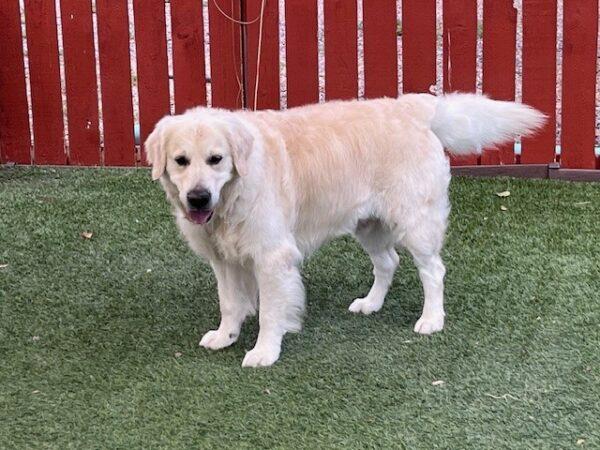 ADOPTED 8/10/24!! Dallas-7 years old (Male) - Image 4