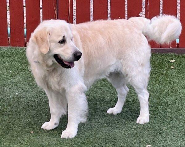 ADOPTED 8/10/24!! Dallas-7 years old (Male) - Image 5