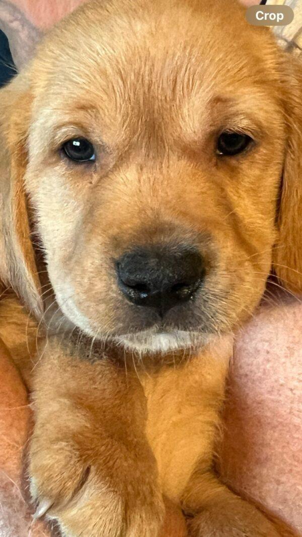 ADOPTED!!! Golden/Lab Puppies-9 weeks old - Image 6