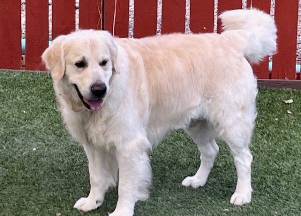 ADOPTED 8/10/24!! Dallas-7 years old (Male) - Image 6