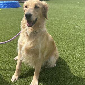 ADOPTED 8/15/24!! Martha-2 years old (Female)