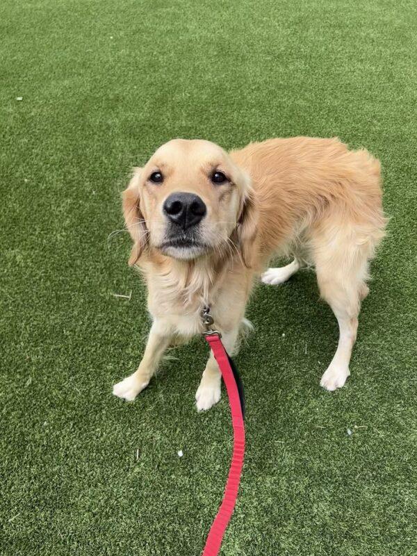 ADOPTED 8/17/24!! Moose-2 years old (Male)
