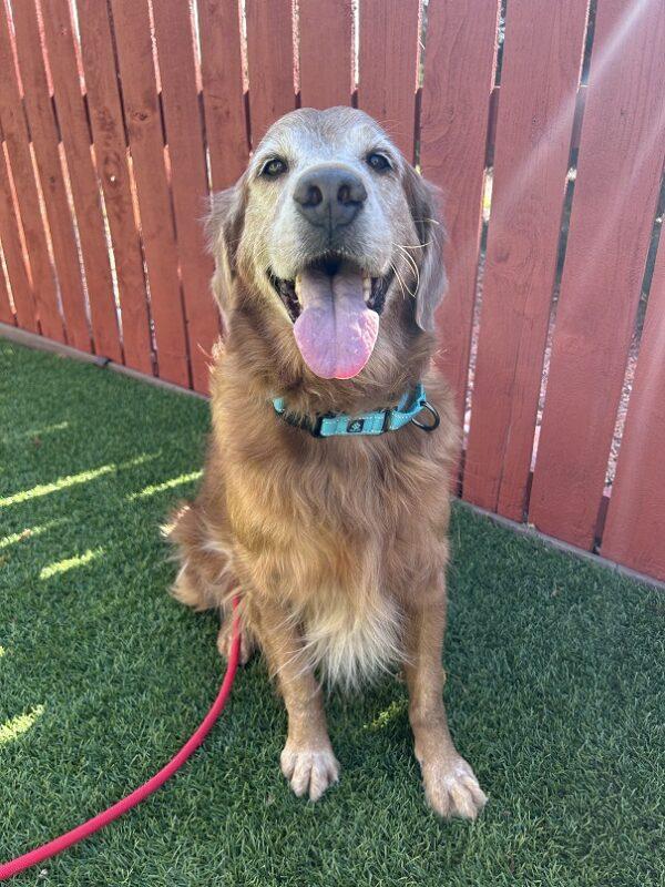 ADOPTED 9/29/24!! BONDED PAIR!!! Jethro-5 years old (Male) & Banjo-9 years old (Male) - Image 7