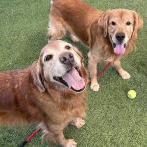 ADOPTED 9/29/24!! BONDED PAIR!!! Jethro-5 years old (Male) & Banjo-9 years old (Male)