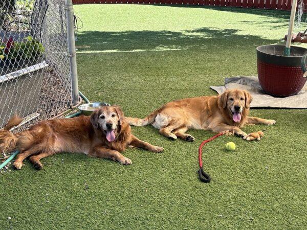 ADOPTED 9/29/24!! BONDED PAIR!!! Jethro-5 years old (Male) & Banjo-9 years old (Male) - Image 8