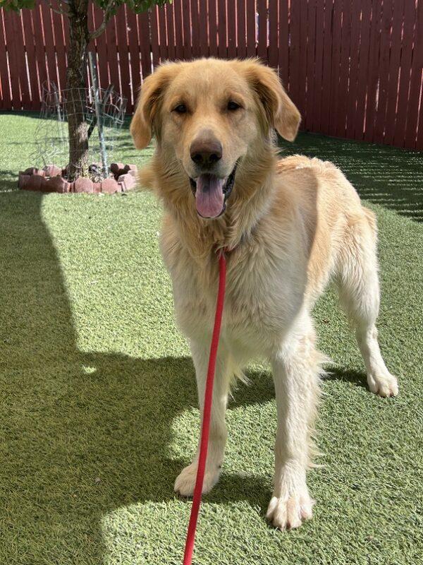 ADOPTED 8/23/24!! Jack-3 years old (Male) Golden Retriever Mix - Image 7