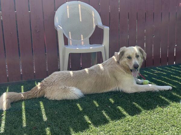 ADOPTED 8/23/24!! Jack-3 years old (Male) Golden Retriever Mix - Image 8