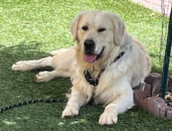 ADOPTED 9/25/24!!! Tag-2 years old (Male) - Image 2