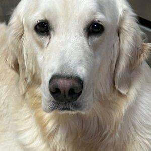 ADOPTED 9/28/24!! Janice-3 years old (Female)